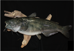 7-18Catfish1.png