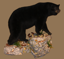 bear1-280.png