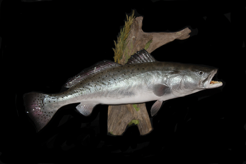trout.png